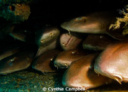 Brown Banded Bamboo Sharks SleepOver!!! Sorry, no more sp... by Cynthia Campbell 